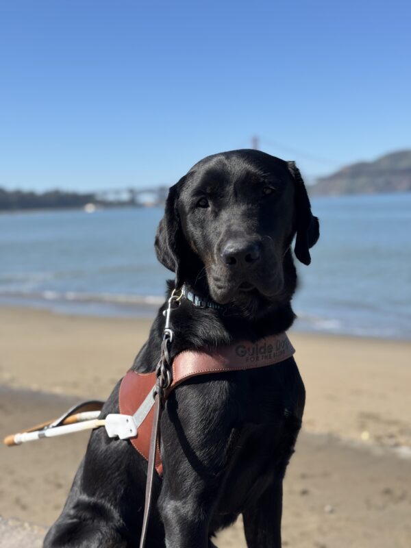 Black brindle cross Topper’s head and torso seated on a ledge while wearing a harness with a sandy beach, the water of the bay, and the Golden Gate Bridge behind him.