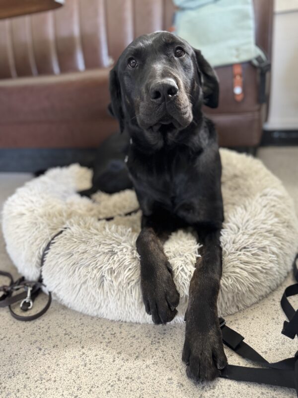 Topper lying down on a dog bed looking sweetly at the camera