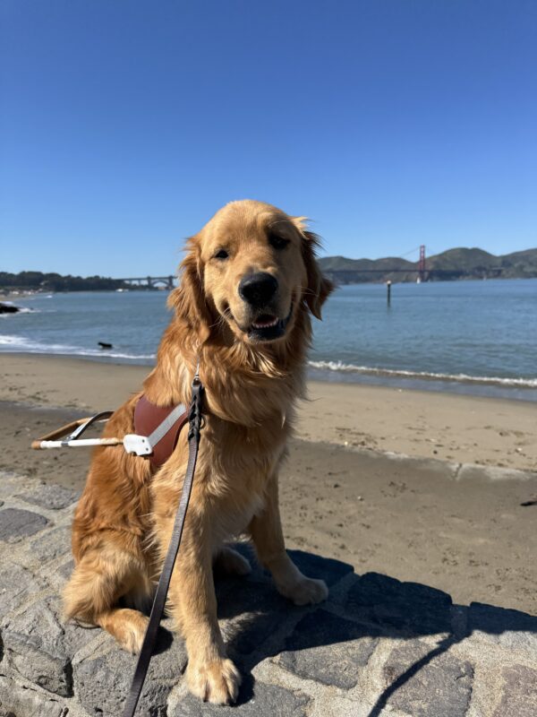 Coated Golden cross Ralphie sitting on a stone ledge in harness with a sandy beach, the water of the bay, and the Golden Gate Bridge in the distance behind him