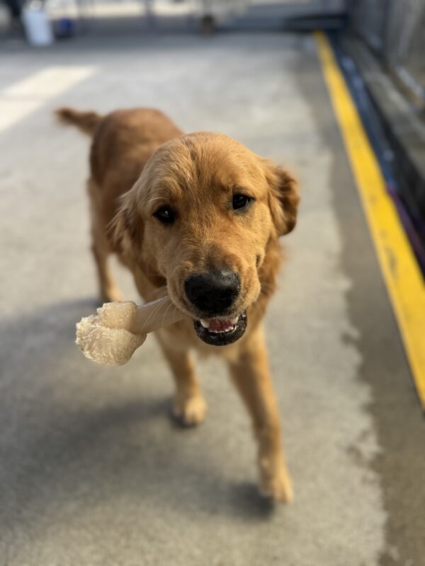 <p>Ralphie walking toward the camera while holding a bone in community run.</p>