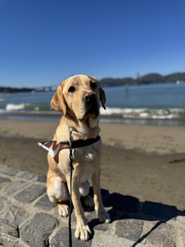 Photo is of yellow lab Sheldon sitting in harness and looking to the right of the camera as his sits on a stone ledge with a sandy beach, the water of the bay, and the Golden Gate Bridge in the distance behind him