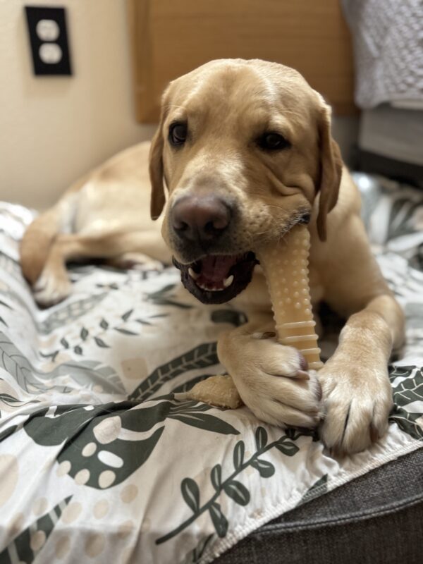 Sheldon lying on a white and green dog bed while chewing a nylabone