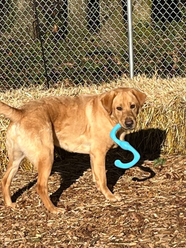 Duvall ( a large, caramel colored, Yellow Labrador Retriever, Male) Is pictured standing broadside to the camera while holding his favorite Blue S-shaped tug toy in his mouth and looking back toward the camera with an expression as if to say “Wanna Play?” His front feet look to be planted but his tail is raised high, his back feet staggered and his ears are pricked forward as if he is poised to bounce. He is standing on some bark chips with a couple hay bales and a chain link fence behind.