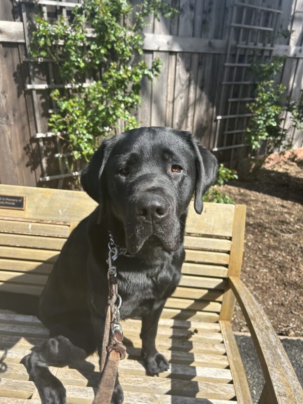 Glaze sits on a wooden bench on campus. Behind him are two wooden trellis’ situated against a wooden fence. There are green vines growing up each trellis. Glaze looks ahead at the camera with a stoic expression.