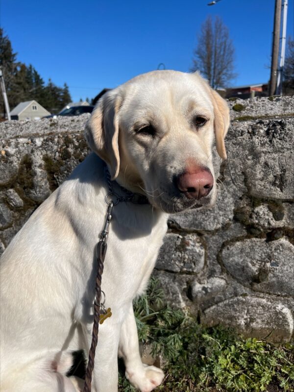 Vonny (Yellow Labrador Retriever, Male) is pictured sitting in front of a gray rock wall with some low growing green plants at it’s base. Behind him is a deep blue sky, a few winter trees and the roof tops of several houses in the distance.
