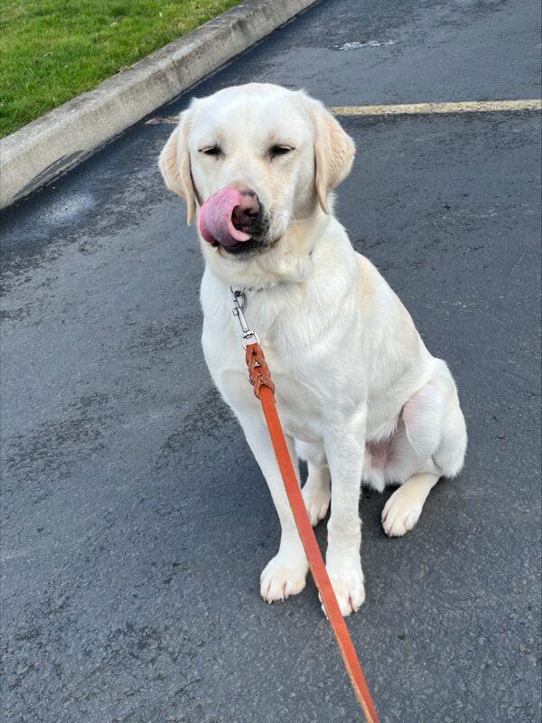 Vonny is a very light (almost pure white) Yellow Labrador Retriever, Male. He is pictured facing the camera in a very nice sit in a parking lot. There is a small section of curb and grass in the upper left corner of the picture. Vonny is facing the camera with his eyes half closed and has been caught mid lick with his tongue curled up and over his nose.