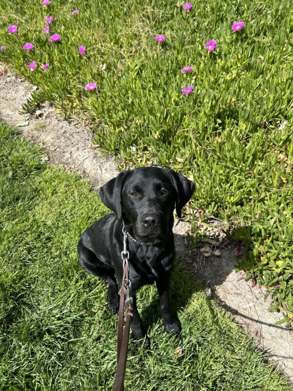 Joya sits on green grass with green foliage and a few purple flowers behind her. She is looking directly at the camera with a relaxed expression.