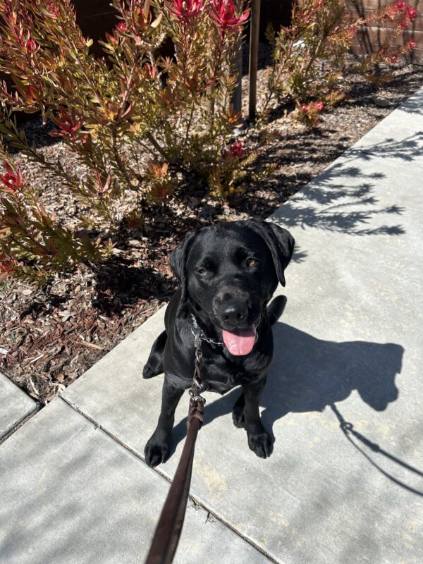 Bondi poses on a cement walkway on campus. Orange and red foliage line the background. She is looking directly at the camera with an open mouth smile.