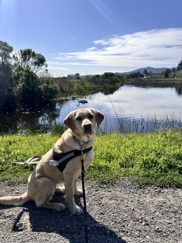 Kumi sitting in harness on a dirt pathway. There is a swan in a pond in the background.