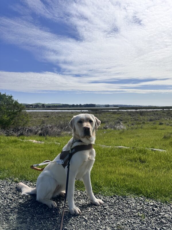 Prosecco sitting in harness on a gravel path with greenery and a blue sky in the background.