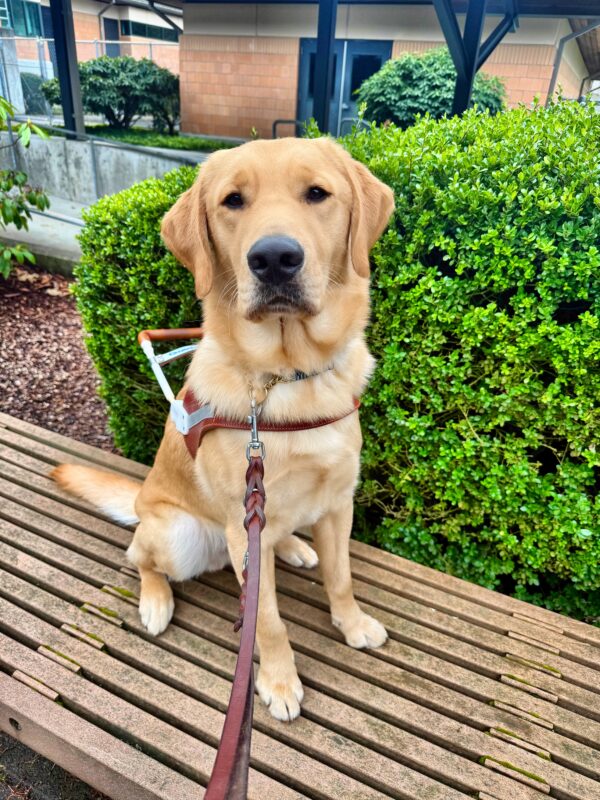 Willoughby is sweetly looking up at the camera. He is wearing his harness, and is sitting on a bench with a green bush in the background.