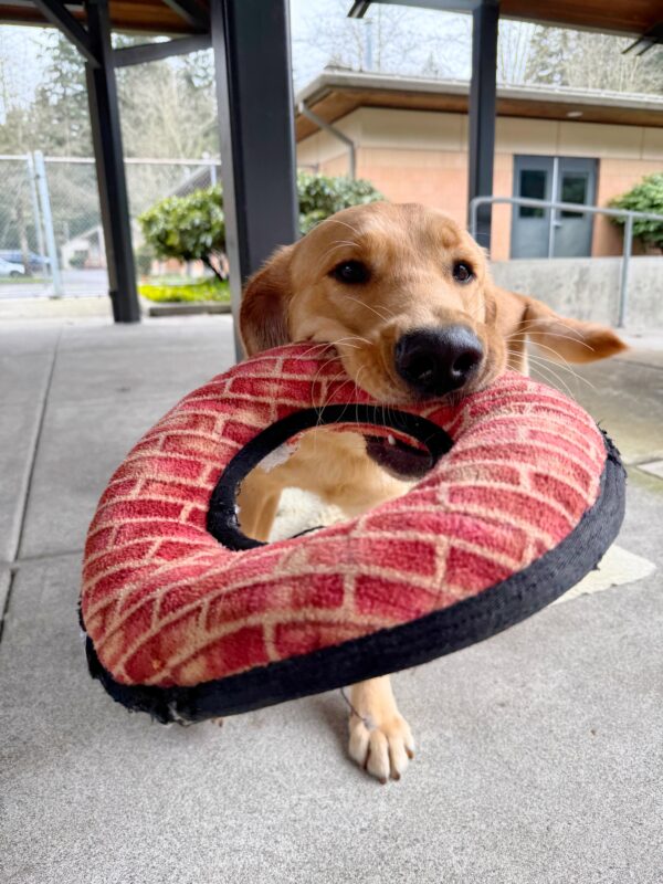 Willoughby has a red checkered ring toy in his mouth. He is looking up at the camera and wagging his tail.