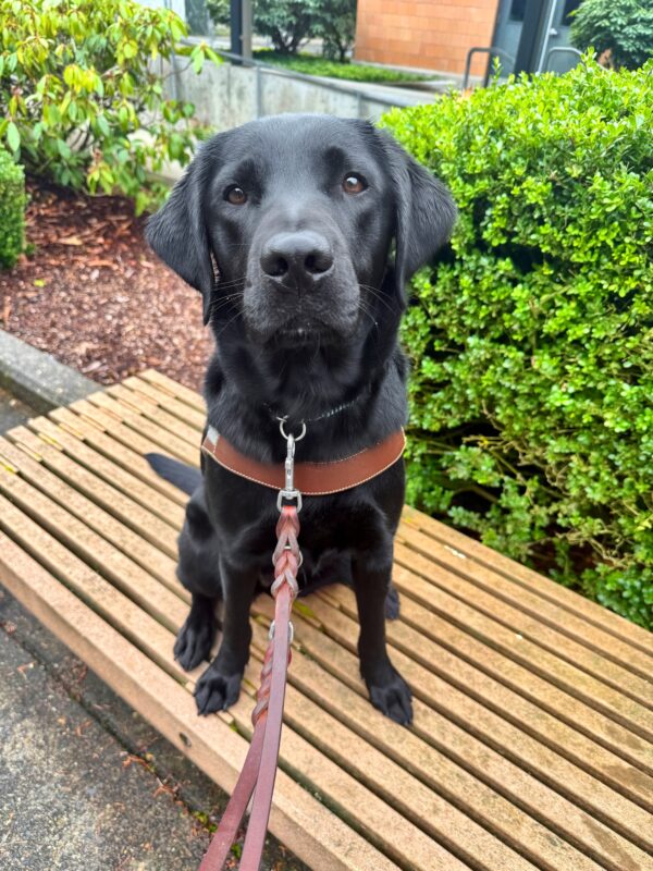 <p>Female Black Labrador, Safari is wearing her harness and sitting on a bench. She has a sweet expression on her face and in the background there is a big green bush.</p>