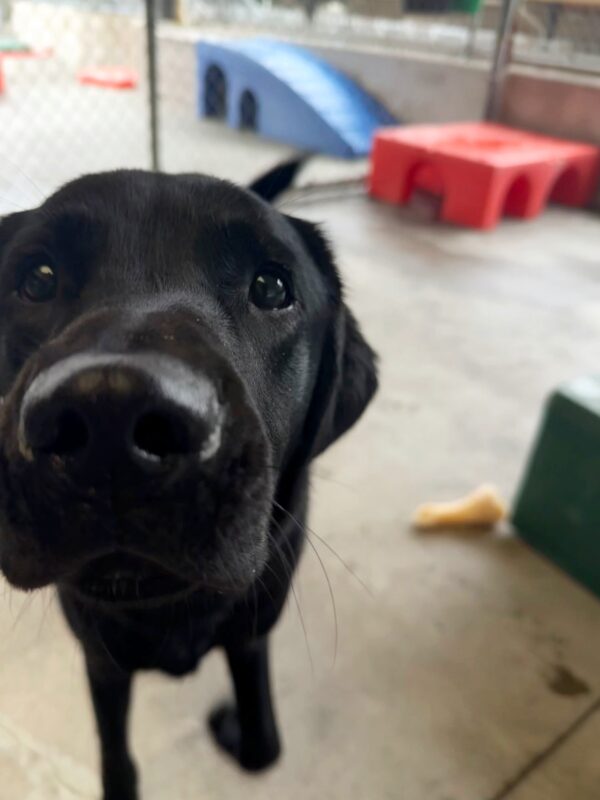 <p>Female Black Lab, Safari is running in community run and has her nose close to the camera. She is looking up at the camera and wagging her tail.</p>