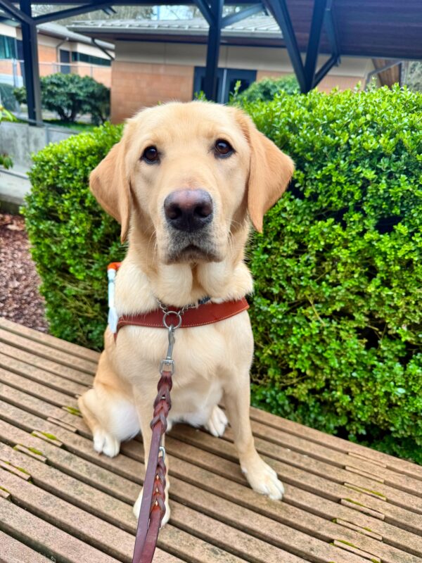 <p>Male yellow Lab, Tangier is wearing his harness and is looking up towards the camera. He is sitting on a bench, and there is a big green bush in the background.</p>