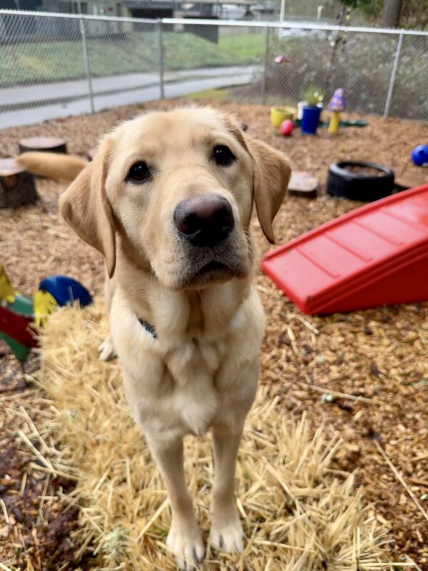 <p>Male yellow Lab Tangier is standing on a bale of hay in the sensory garden. He is looking up at the camera and wagging his tail. In the background, the sensory garden has a red slide, a tire, and several garden gnomes.</p>