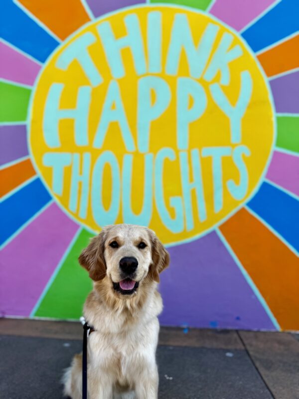 Morgan, a yellow Labrador/Golden Retriever cross, is sitting in harness. Behind her is a colorful painting with the words