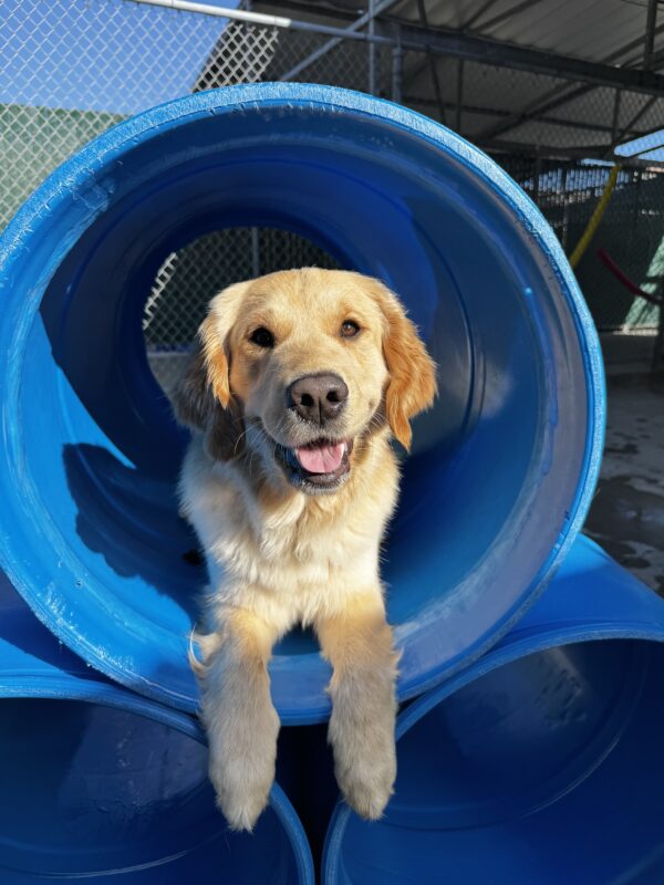 Morgan, a yellow Labrador/Golden Retriever cross, is laying in a blue tunnel in community run. Her mouth is slightly open and she is staring into the camera.