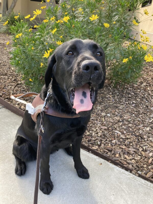 Groovy is wearing her harness and sitting with her mouth wide open and yawning. Her pink tongue has two dark spots and is visible. So cute!