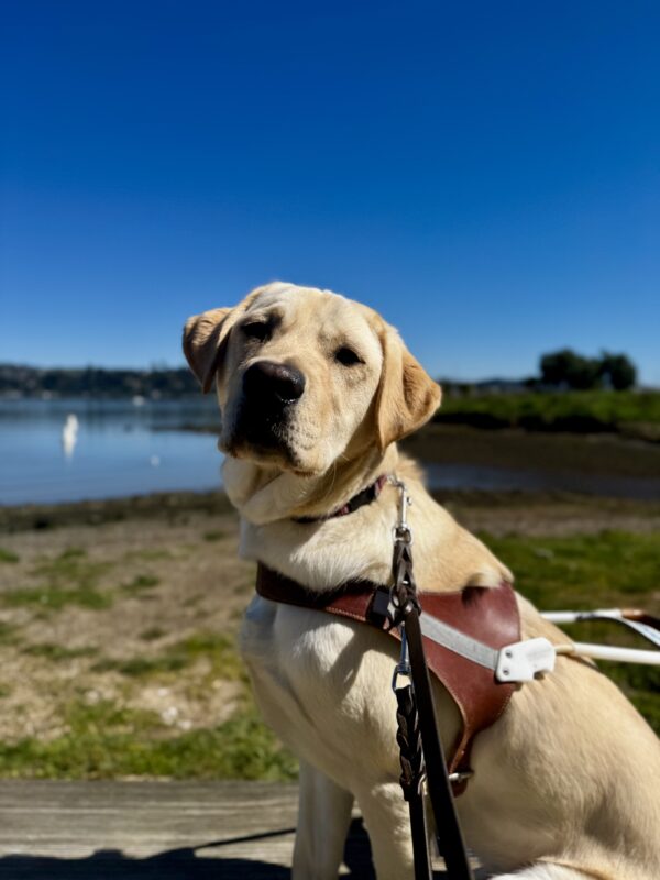 Vivaldi, a yellow Labrador Retriever, is sitting in harness and staring into the camera. Behind him, is the San Francisco Bay.