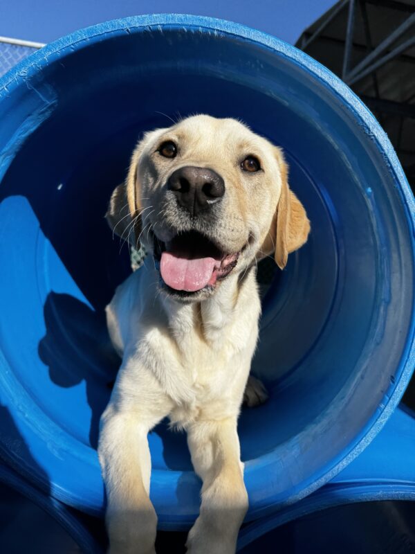 Vivaldi, a yellow Labrador Retriever, is laying in a blue tunnel located in community run. His mouth is open and he is staring into the camera.