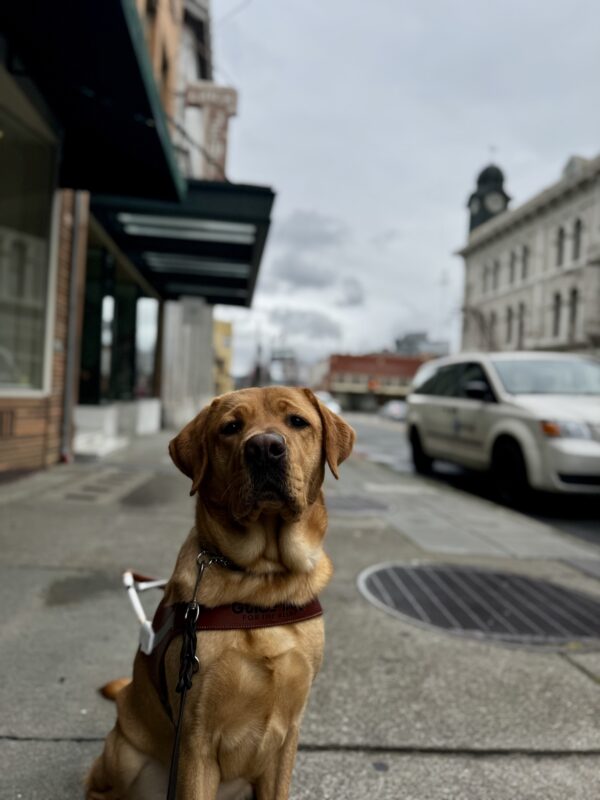 Andrew, a yellow Labrador Retriever, is sitting in harness and staring into the camera. He is sitting in the middle of a sidewalk in downtown Petaluma and buildings are visible.
