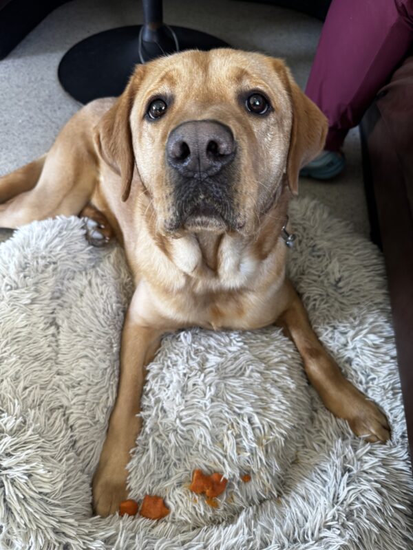 Andrew, a yellow Labrador Retriever, is sitting on a gray fluffy bed. He is staring into the camera with his light brown eyes. A frozen pumpkin treat is in front of him which he ate on his birthday.