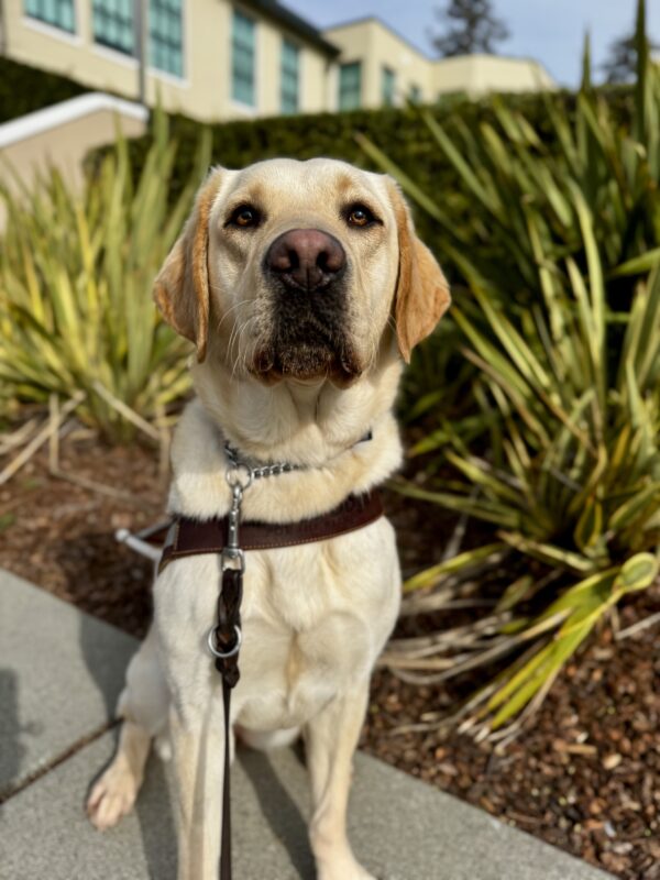 Belen, a yellow Labrador Retriever, is sitting in harness and staring into the camera. A large bush and building is visible behind her.