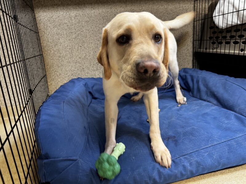 Belen, a yellow Labrador Retriever, is standing on a dog bed. She was mid-lick after enjoying a bone with peanut butter.