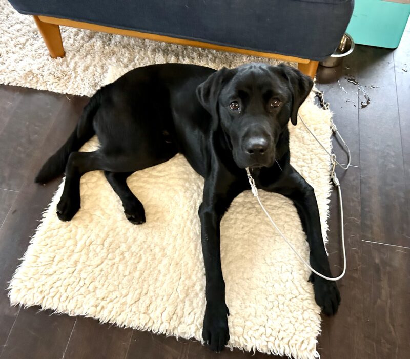 Lonny lies on a fleece mat on a hardwood floor. He is on a tie down attached to the leg of a blue sofa with light wooden legs. He is looking up at the camera with an inquisitive expression.