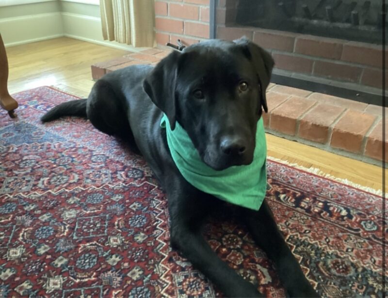 Milagro is wearing a green scarf getting ready for some St Patrick's day fun