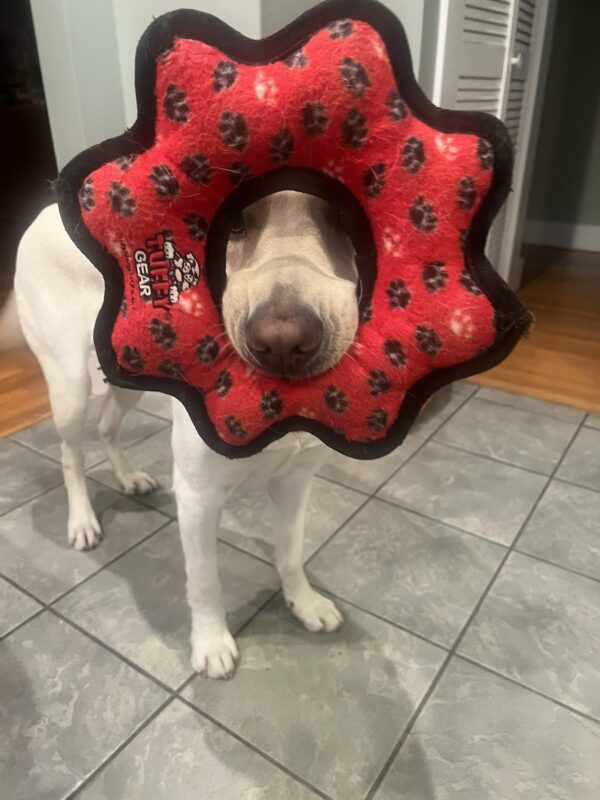 <p>Caper shows off his favorite toy--a red stuffed Tuffy ring. He is holding it just right so his nose and eyes peek through the center hole.</p>