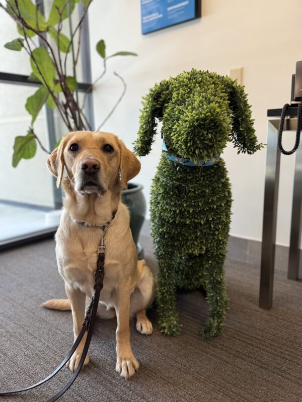 <p>Emiko practices her sit-stay next to a dog-shaped topiary in the lobby of the admin building on the GDB campus.</p>