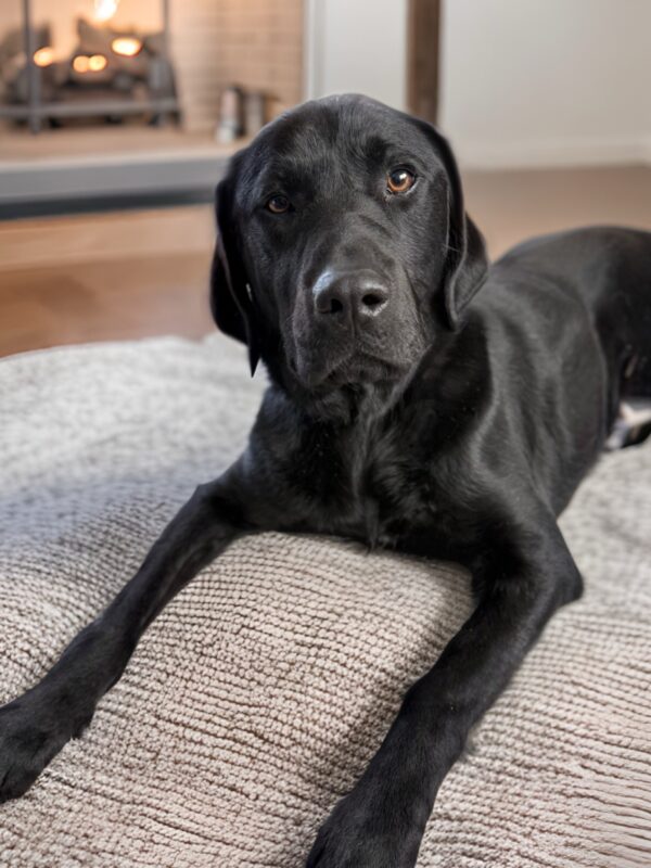 <p>Gandalf lounges on a fluffy dog bed in front of a fireplace. He is looking directly into the camera.</p>