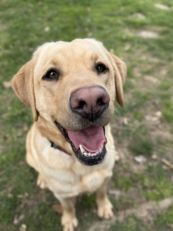 <p>Hope takes a break from running in the play yard. She is sitting in the grass, looking up at the camera with a relaxed, open mouth smile.</p>