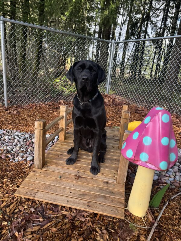A male black lab
