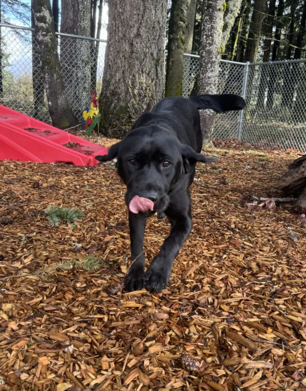 Male black lab