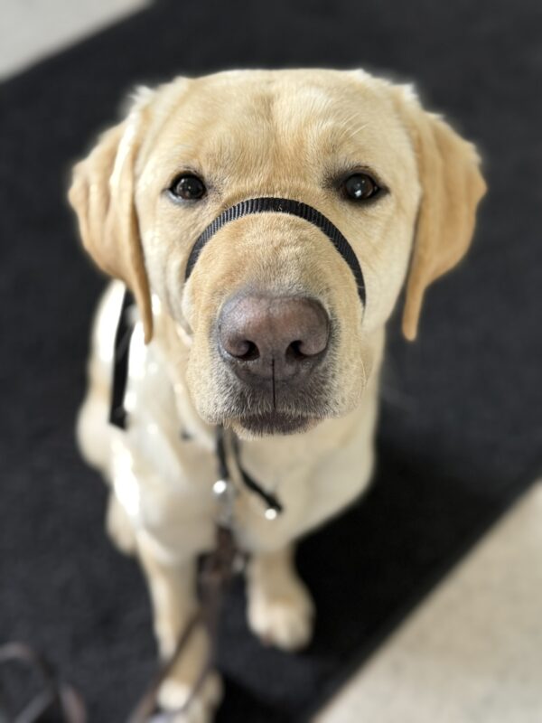 <p>Nectarine looks up into the camera from a sit position. She is wearing a black Gentle Leader and sitting on a black rug.</p>