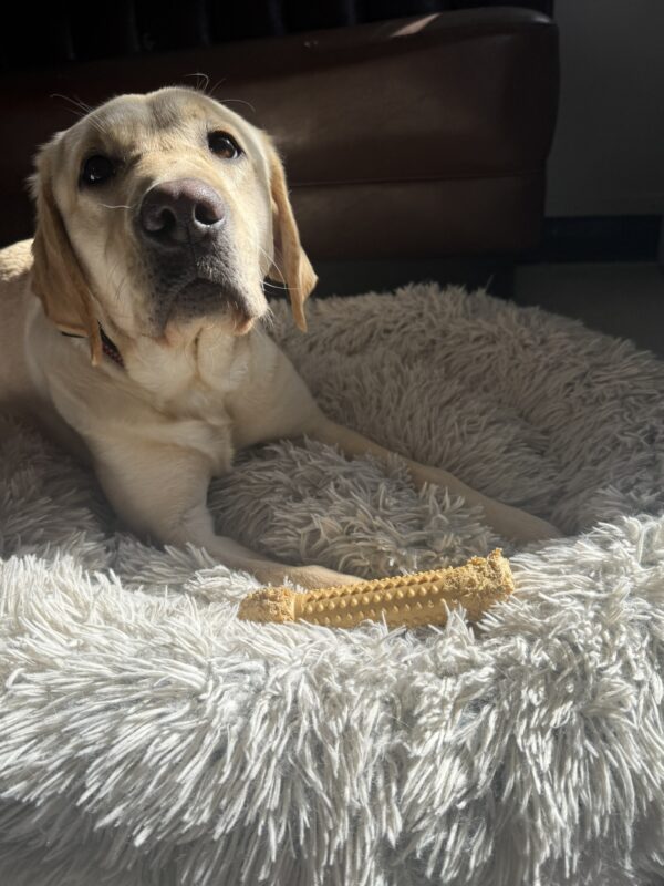 <p>Nectarine looks up from chewing on a bone while relaxing on a furry grey and white, round dog bed.</p>