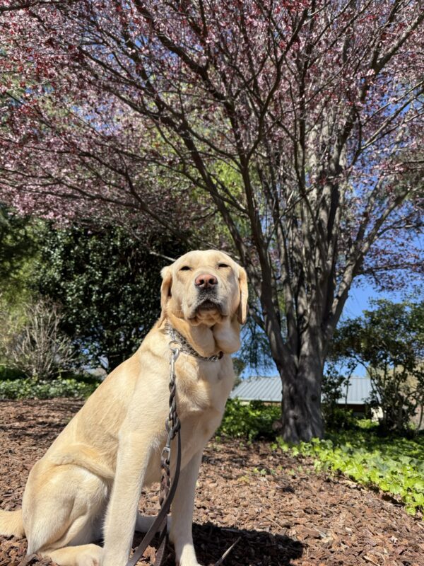 <p>Palm poses in a sit position in front of a tree covered in thousands of pink cherry blossoms.</p>