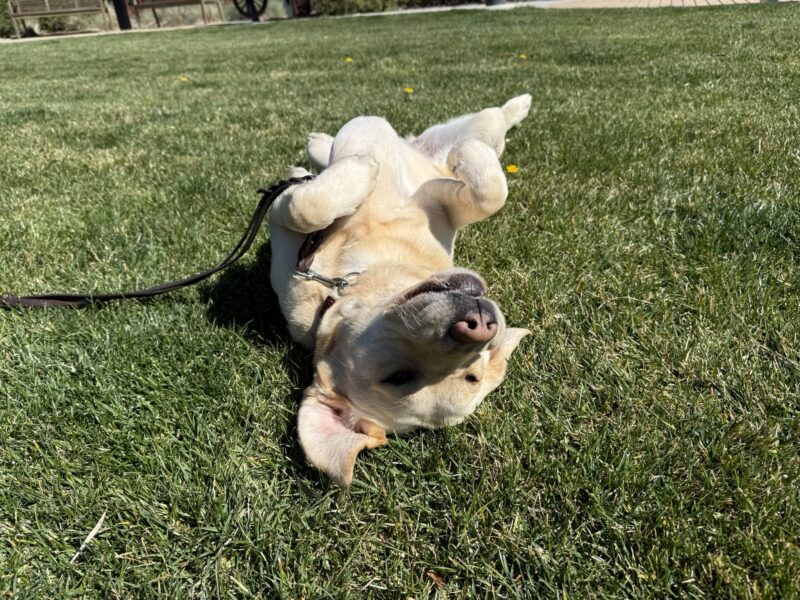 <p>It wouldn't be a Pupdate without an upside down photo of Palm! She enjoys rolling in the grass on a sunny afternoon.</p>