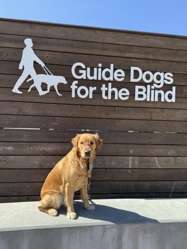 <p>Rumple sits on a low cement wall in front of a large wooden sign displaying the GDB logo cut out of metal.</p>