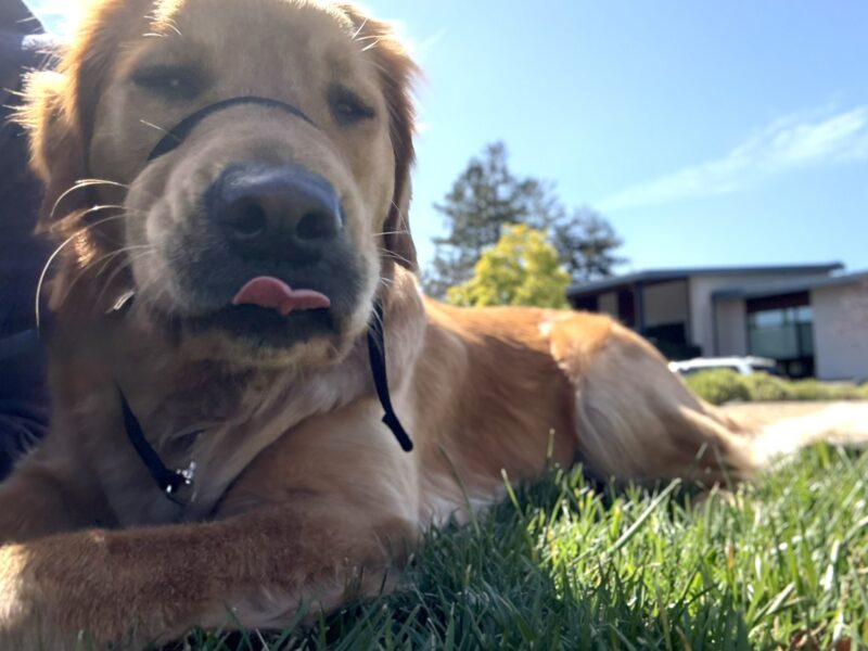 <p>Rumple sticks out her tongue slightly as she lays in the sun on the grass lawn. Behind her is the GDB Admin building and a beautiful blue sky.</p>