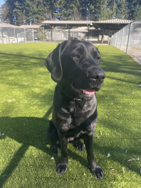 Truman, a male black Labrador/ Golden Retriever cross, sits on the grass. He is looking to the side of the camera with a happy expression on his face. There are fences in the background.