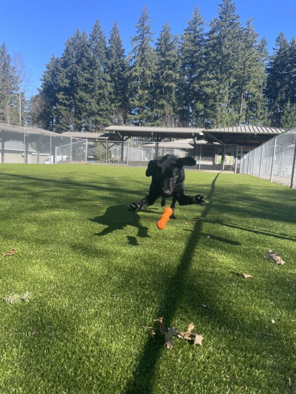 Truman, a male black Labrador/ Golden Retriever cross, is pouncing on an orange rubber toy in the grass. He is looking down at the toy with his front paws in the air and his ears flapping back in the wind. There are fallen leaves on the ground and fences in the background.