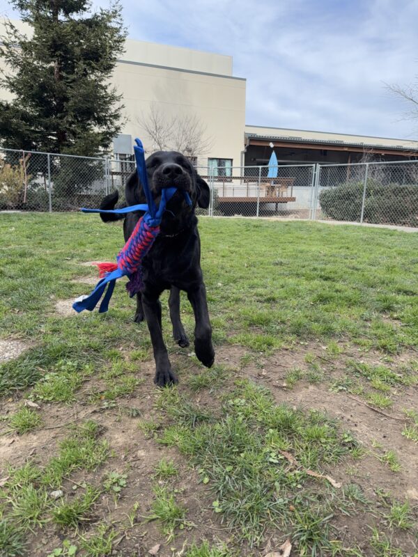 <p>Proper romps around the play yard with a blue, purple and red braided Kong toy in her mouth. Her eyes are closed and her ears are back and relaxed in a joyful expression.</p>