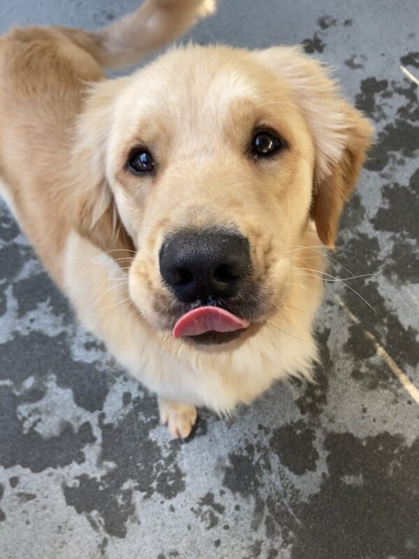 Camden is looking up at the camera in community run. He is in the middle of licking his nose so it appears that he is sticking his tongue out at the camera.