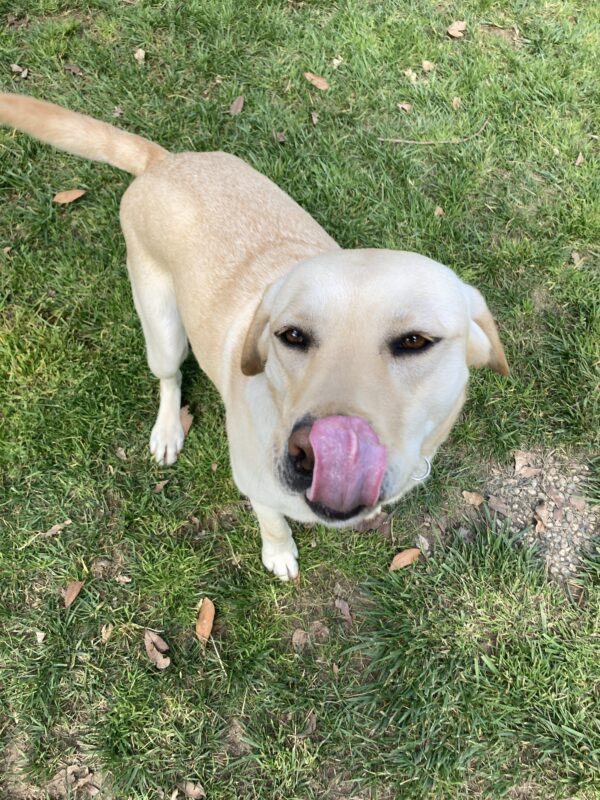 Fuchsia is looking up at the camera in a grass yard. She is licking her nose and her tail is wagging.
