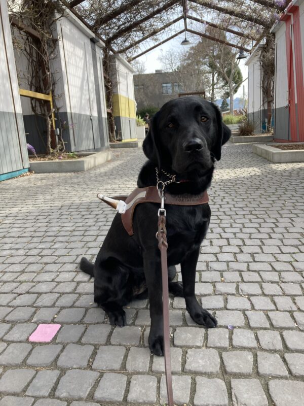 Rinda is seated on a cobblestone path under a trellis covered in vining plants with purple flowers. She is wearing a guide dog harness and looking at the camera.