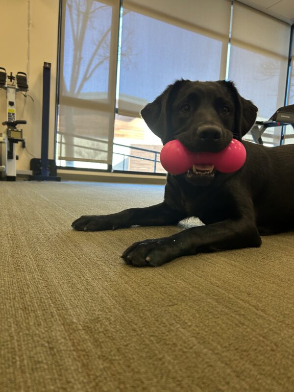 Rinda is laying on a carpeted floor with a pink, barbell-shaped dog toy in her mouth. Her ears are perked forward and she is looking at the camera.